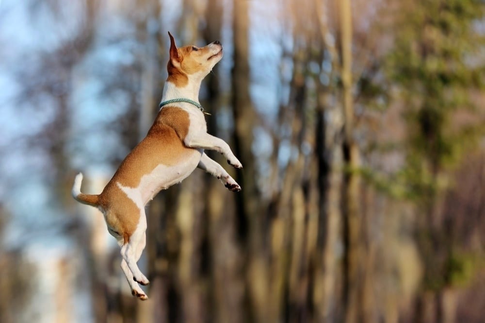 jack russell terrier jumping