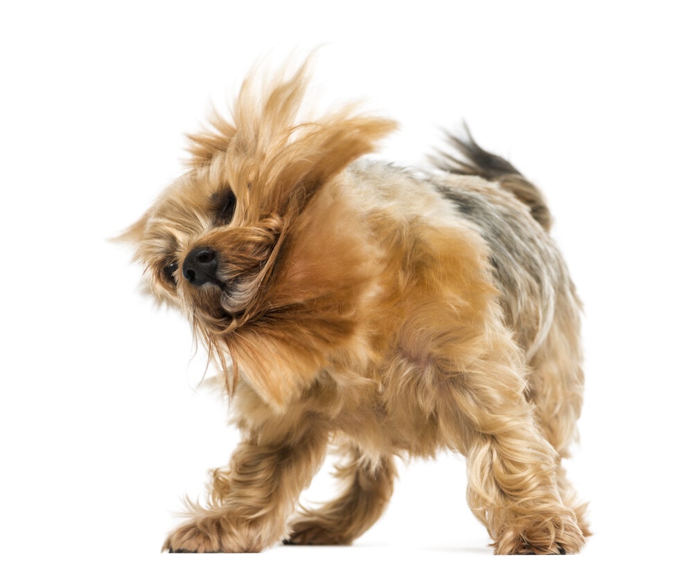 Yorkshire terrier standing, shaking