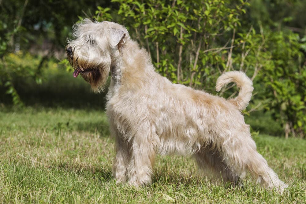 Irish Soft Coated Wheaten Terrier standing on grass