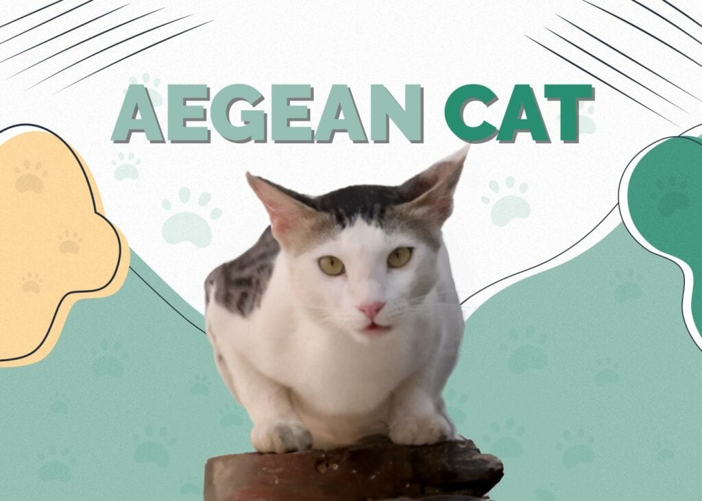 Aegean Cat