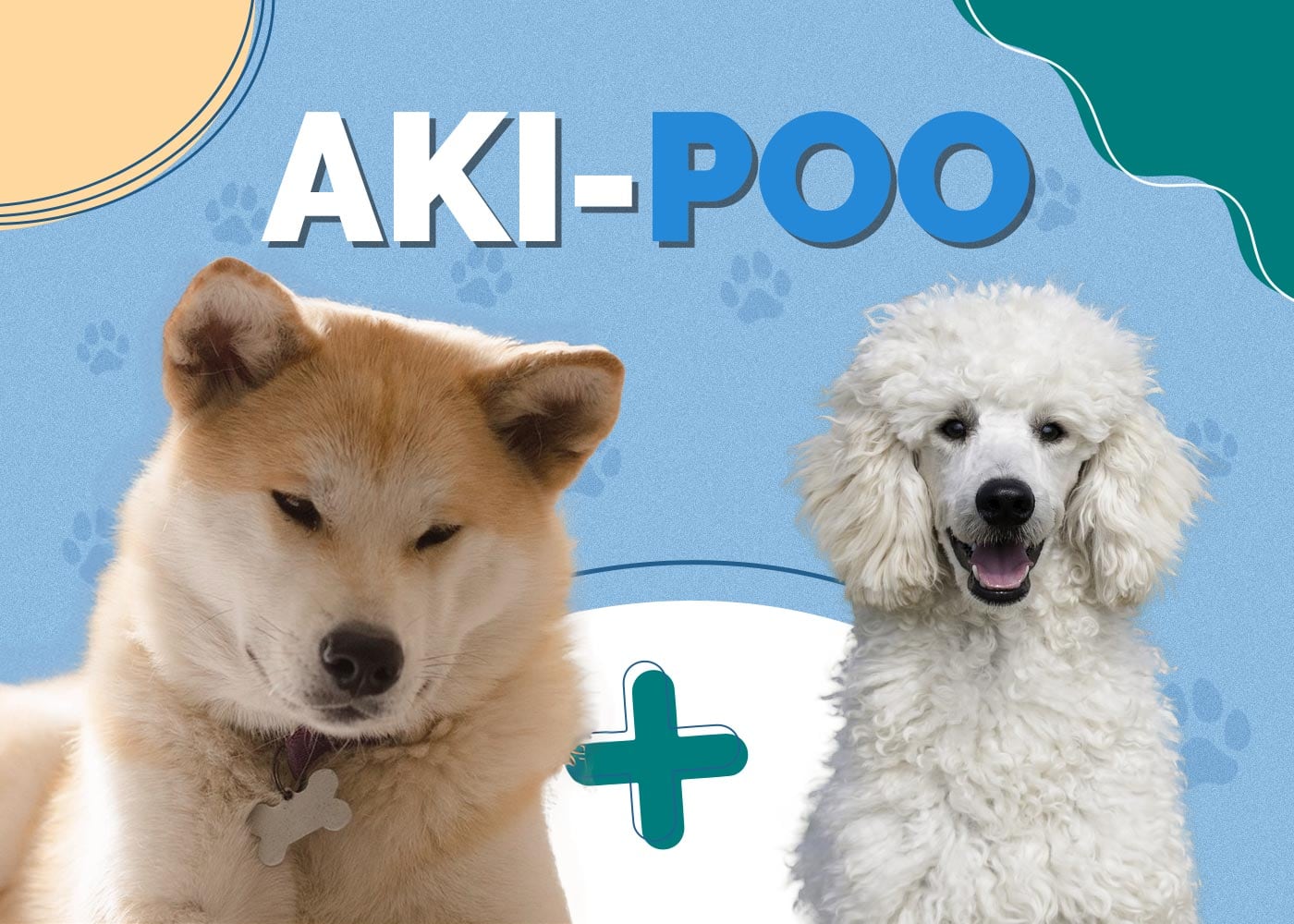 Akita Poodle Mix (Aki-Poo