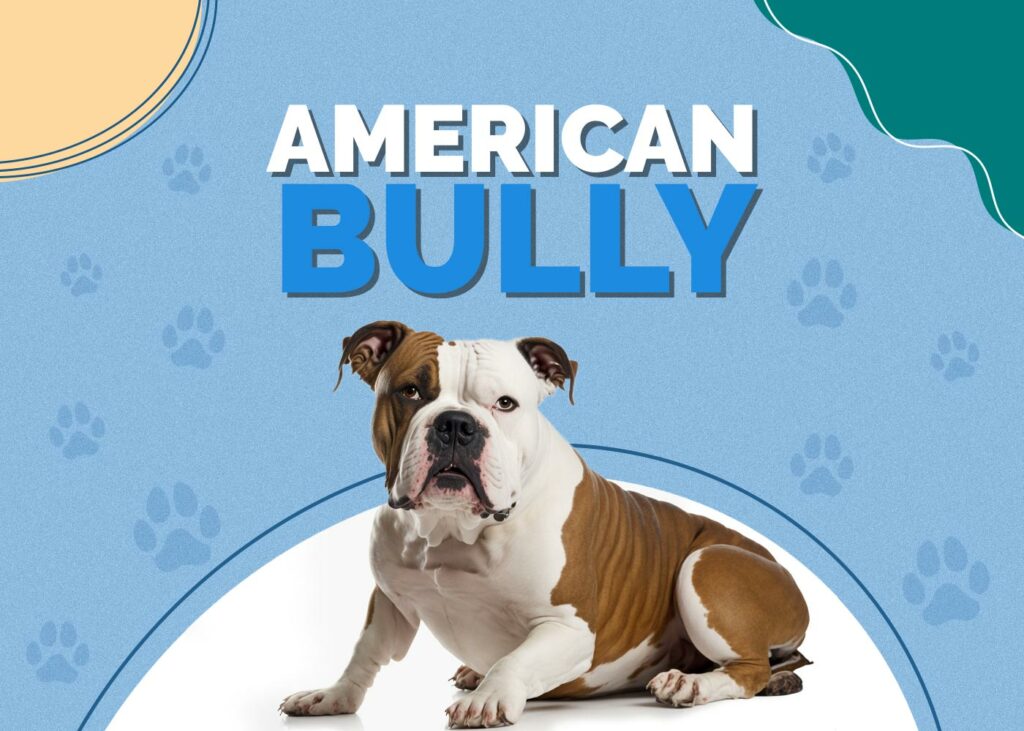 American Bully Dog