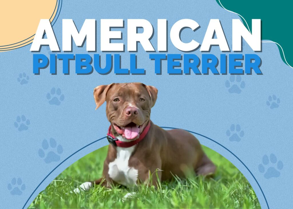 American Pitbull Terrie