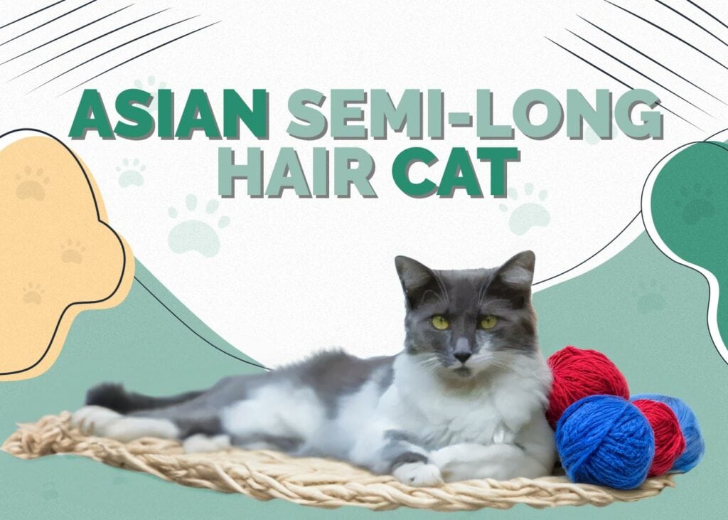 Asian Semi-Longhair Cat