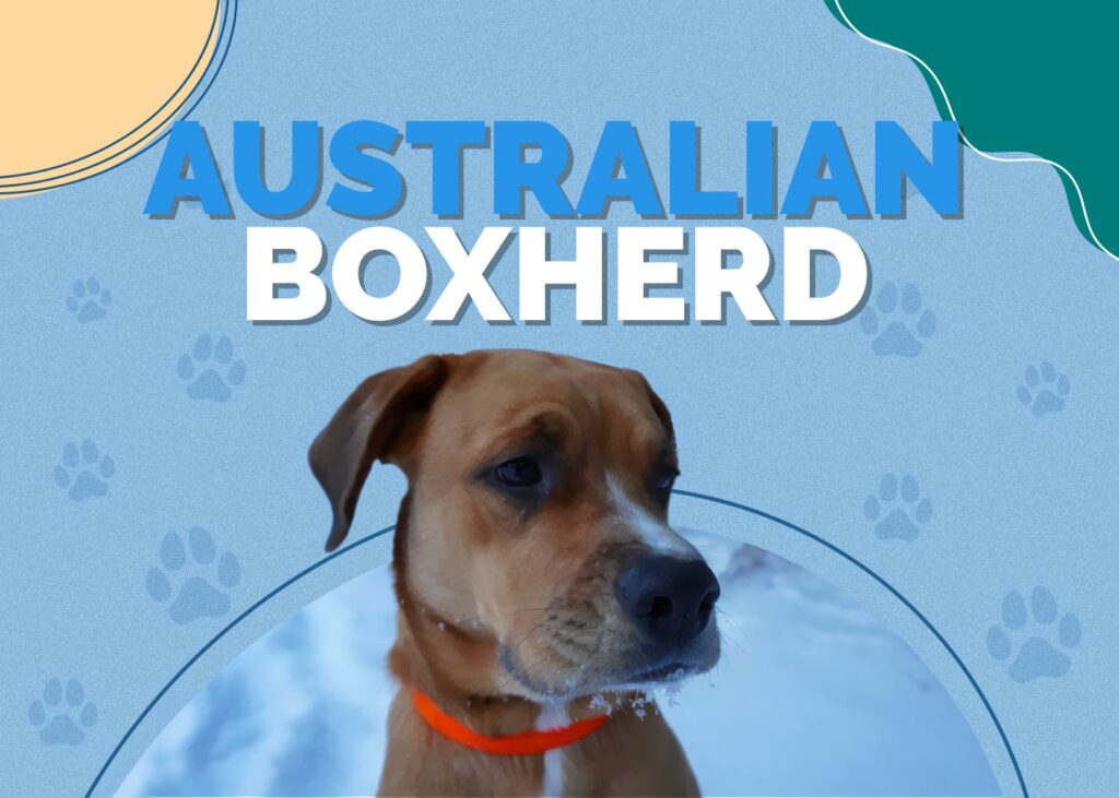 Australian Boxherd (Australian Shepherd & Boxer Mix)