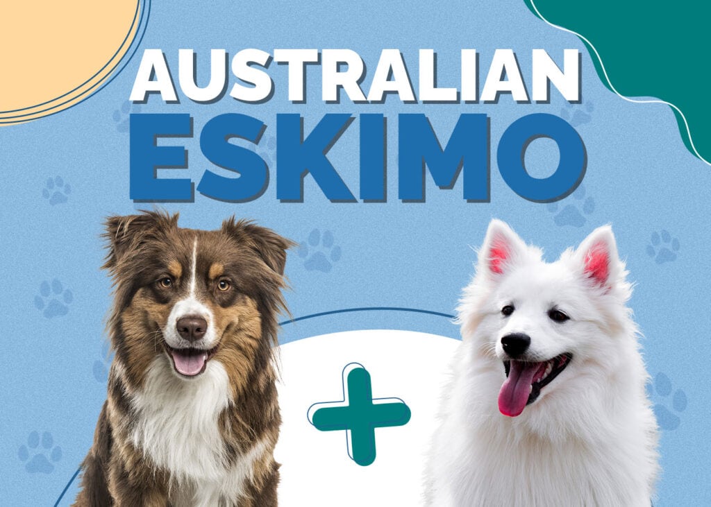 Australian Eskimo (American Eskimo & Australian Shepherd Mix)