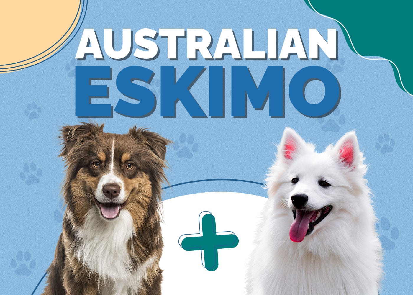 Australian Eskimo (American Eskimo & Australian Shepherd Mix)