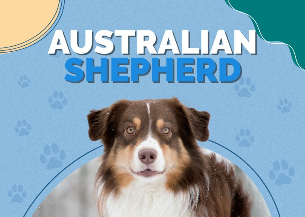 Australian Shepherd Dog