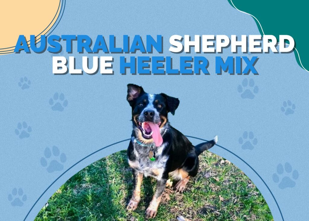 Australian Shepherd Blue Heeler Mix