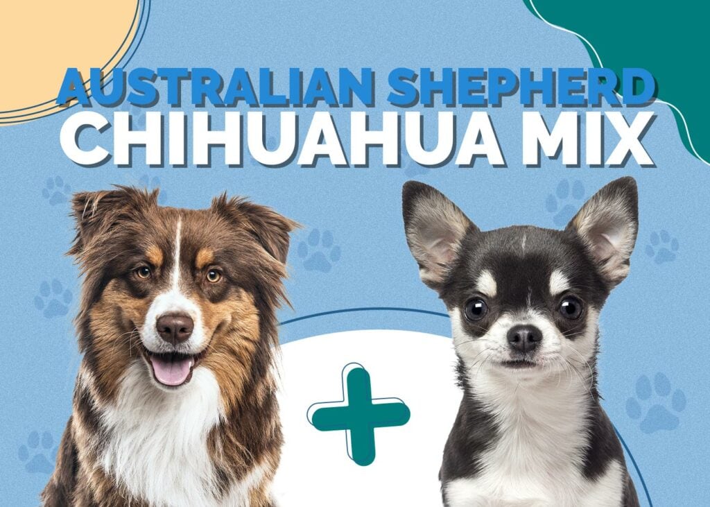 Australian Shepherd Chihuahua Mix