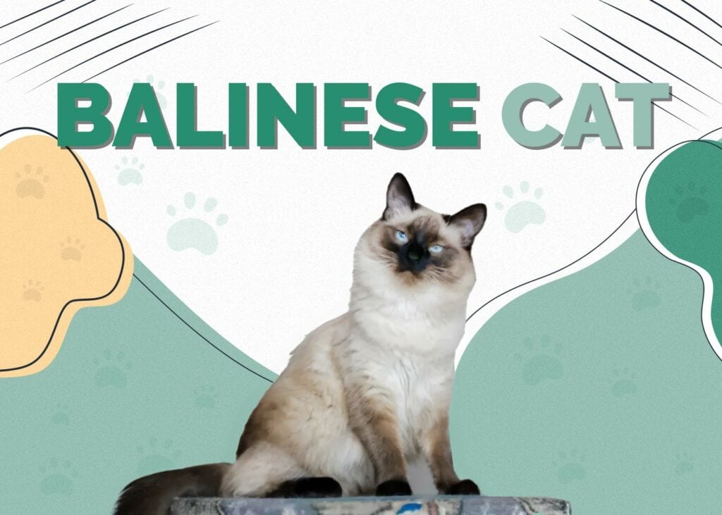 Balinese Cat