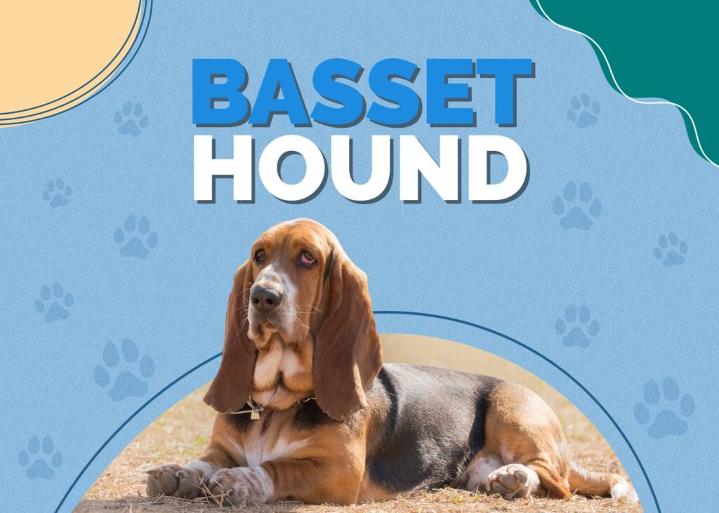 Basset Hound