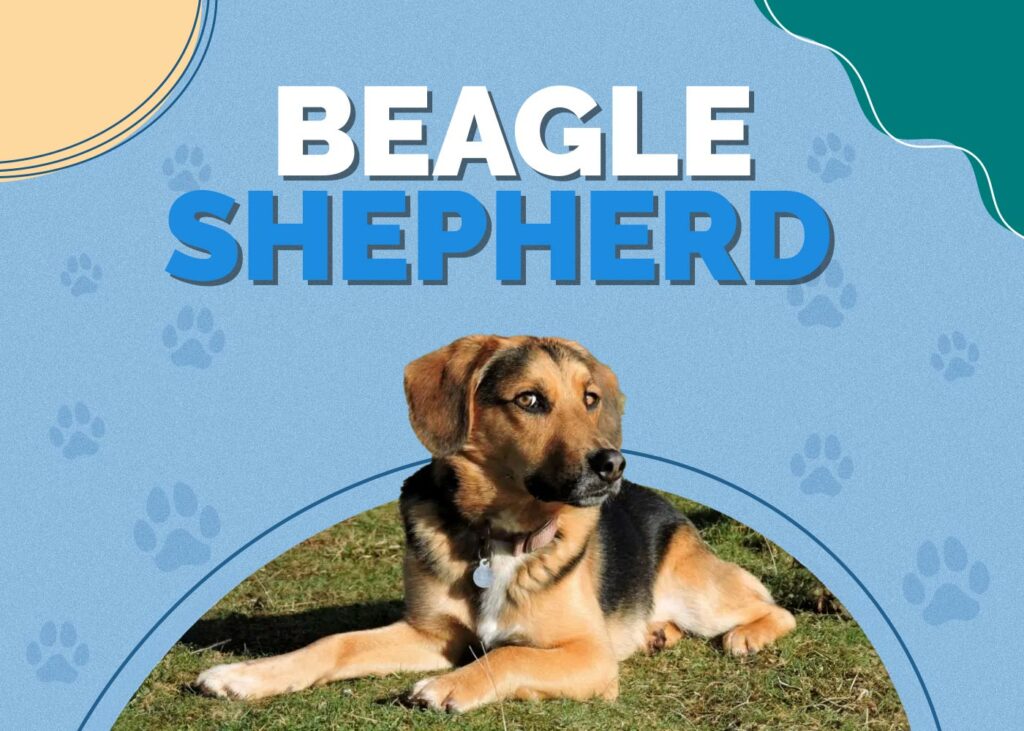 Beagle Shepherd (German Shepherd & Beagle Mix)