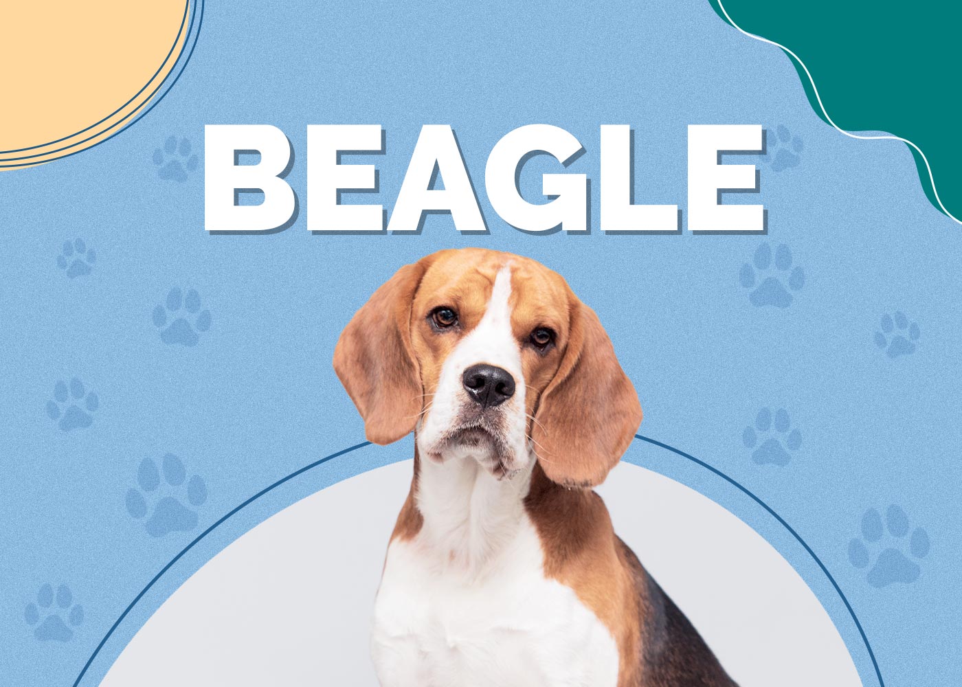 Beagle