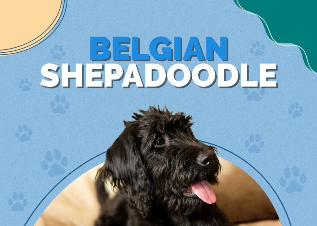 Belgian Shepadoodle (Belgian Sheepdog & Poodle Mix)