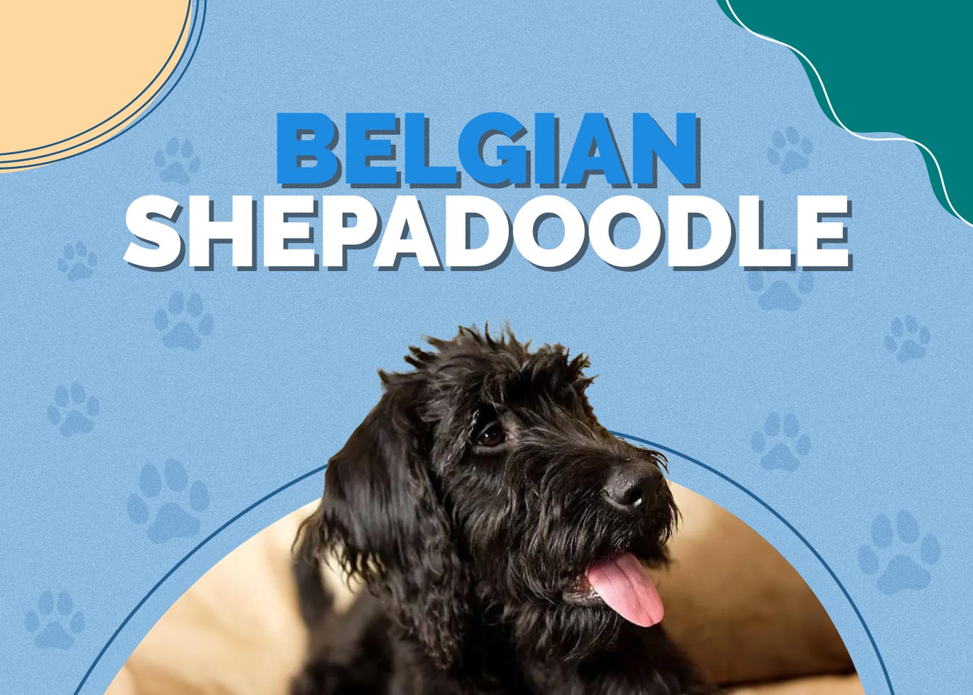 Belgian Shepadoodle (Belgian Sheepdog & Poodle Mix)
