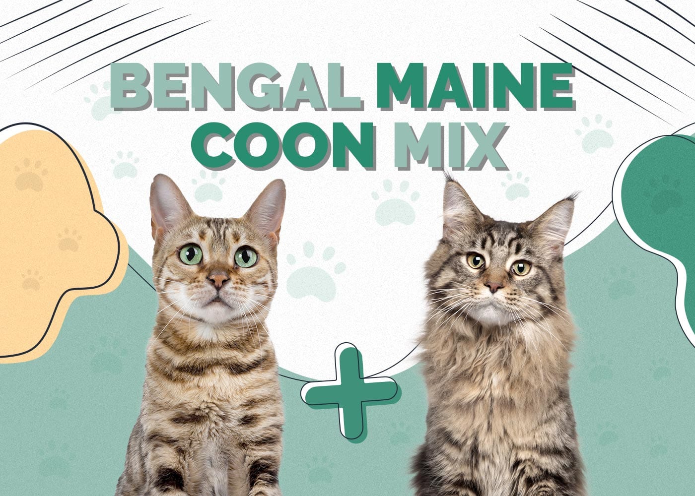 Bengal Maine Coon Mix Cat