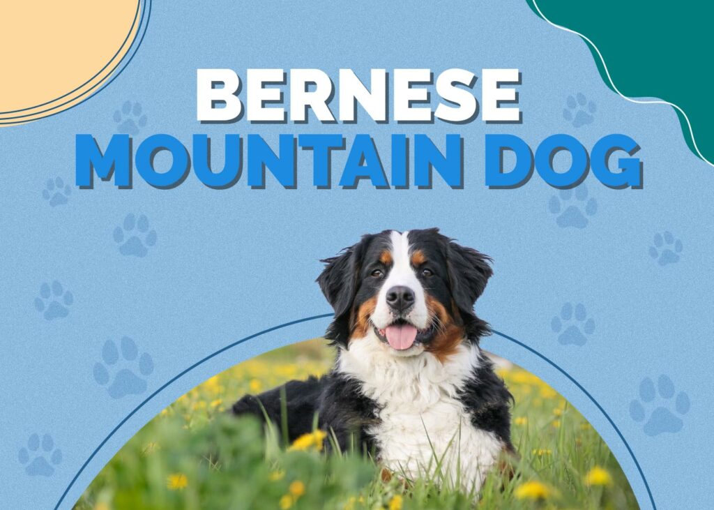 Bernese Mountain Dog