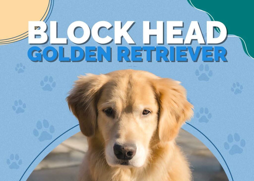 Block Head Golden Retriever