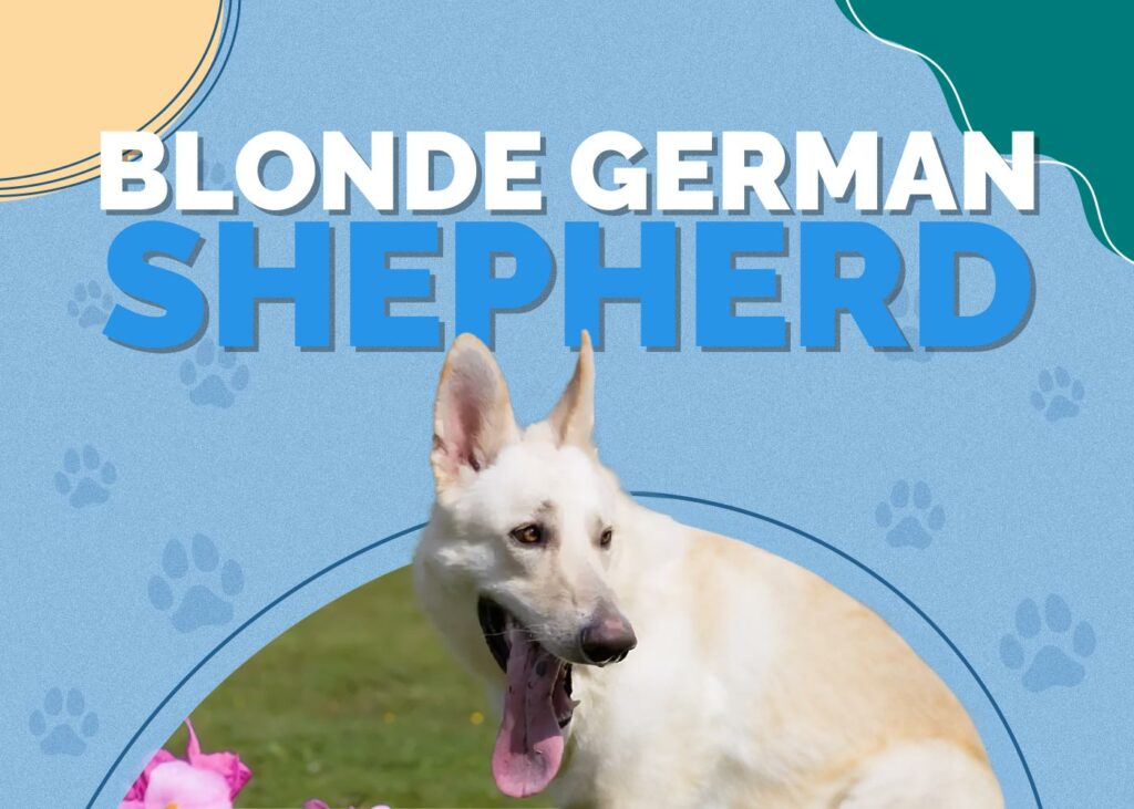 Blonde German Shepherd