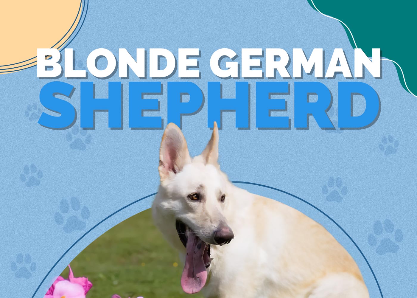 Blonde German Shepherd
