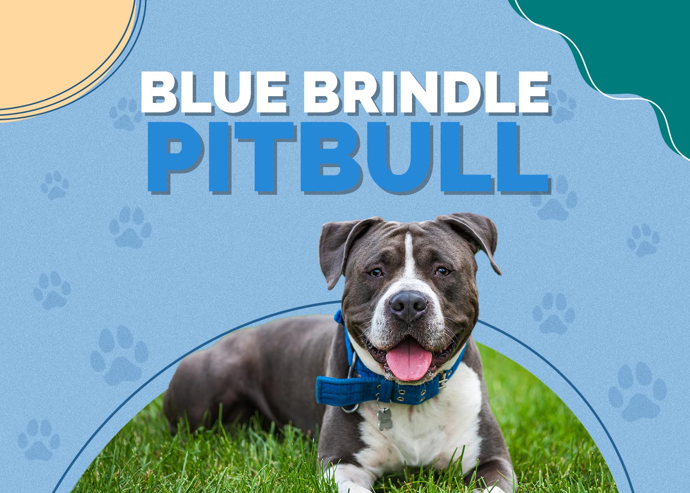 Blue Brindle Pitbull
