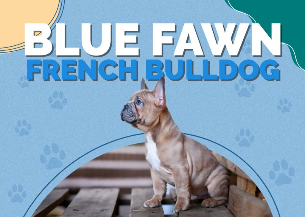 Blue Fawn French Bulldog