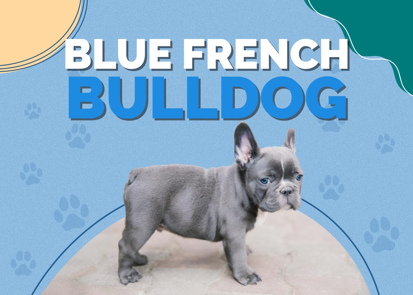 Blue French Bulldog
