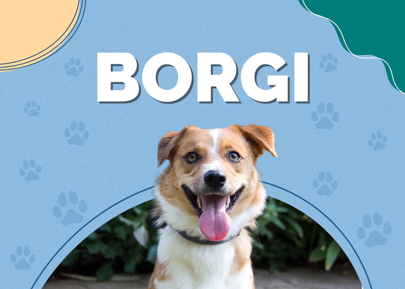 Borgi (Border Collie & Corgi Mix)
