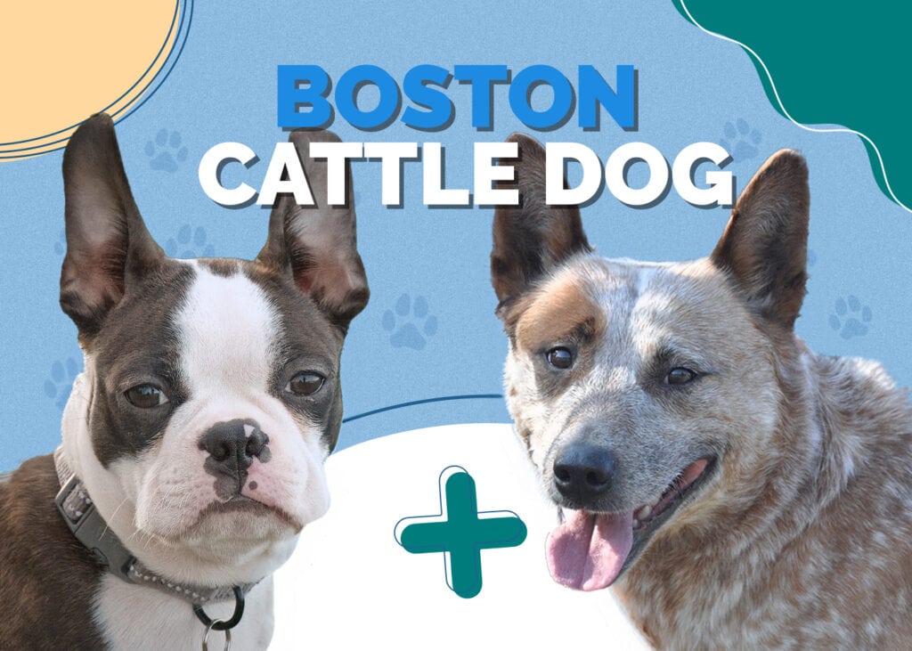 Boston Cattle Dog (Boston Terrier & Australian Cattle Dog Mix)