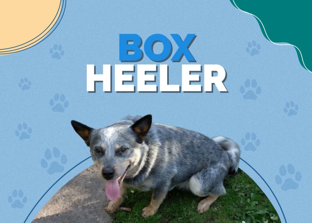 Box Heeler (Boxer & Blue Heeler Mix)