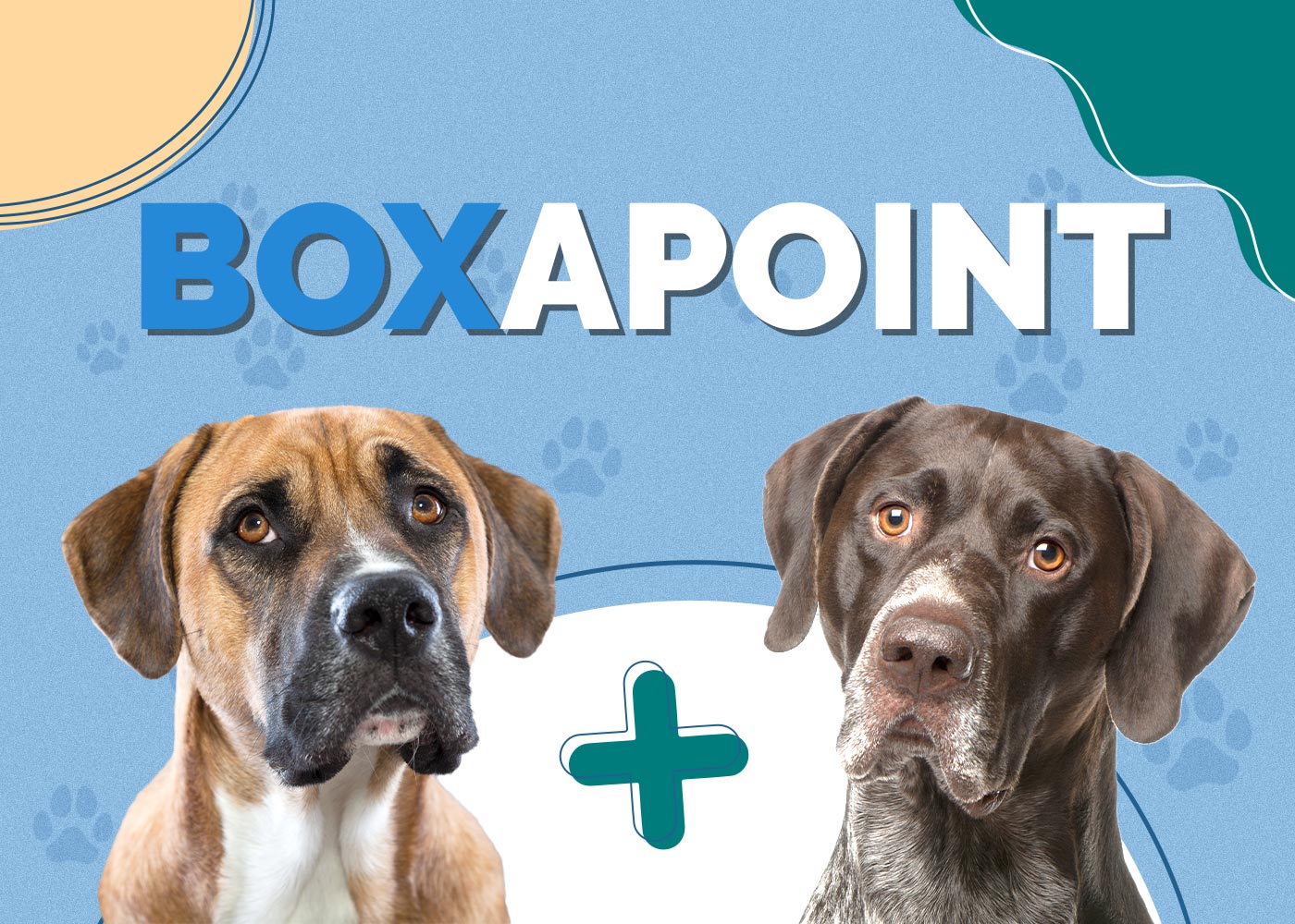 Boxapoint (Boxer & German Shorthaired Pointer)