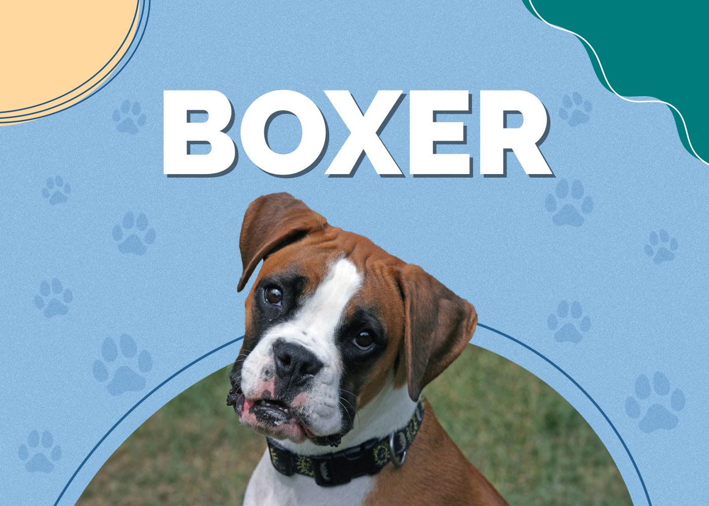 Boxer