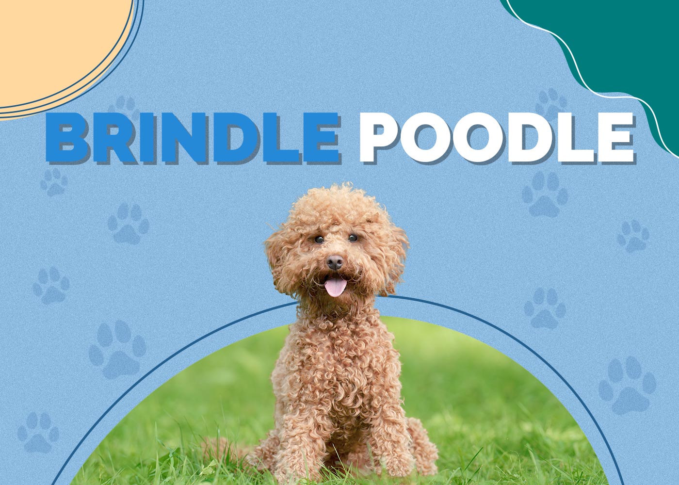 Brindle Poodle