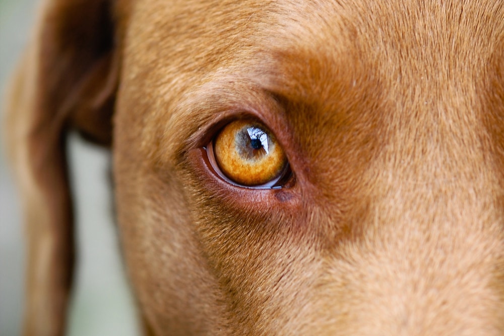 Brown Labrador eye closeup