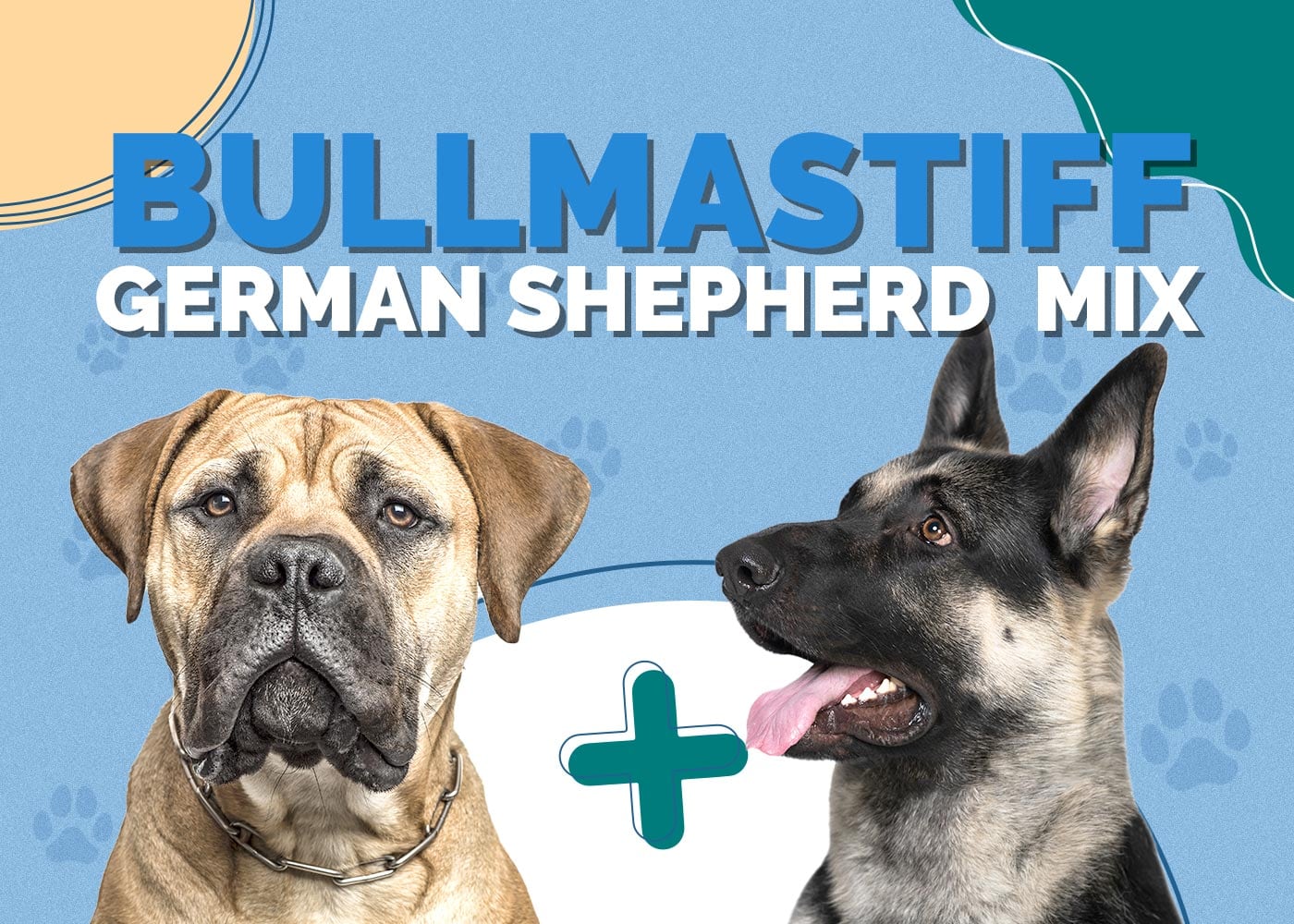 Bullmastiff German Shepherd Mix