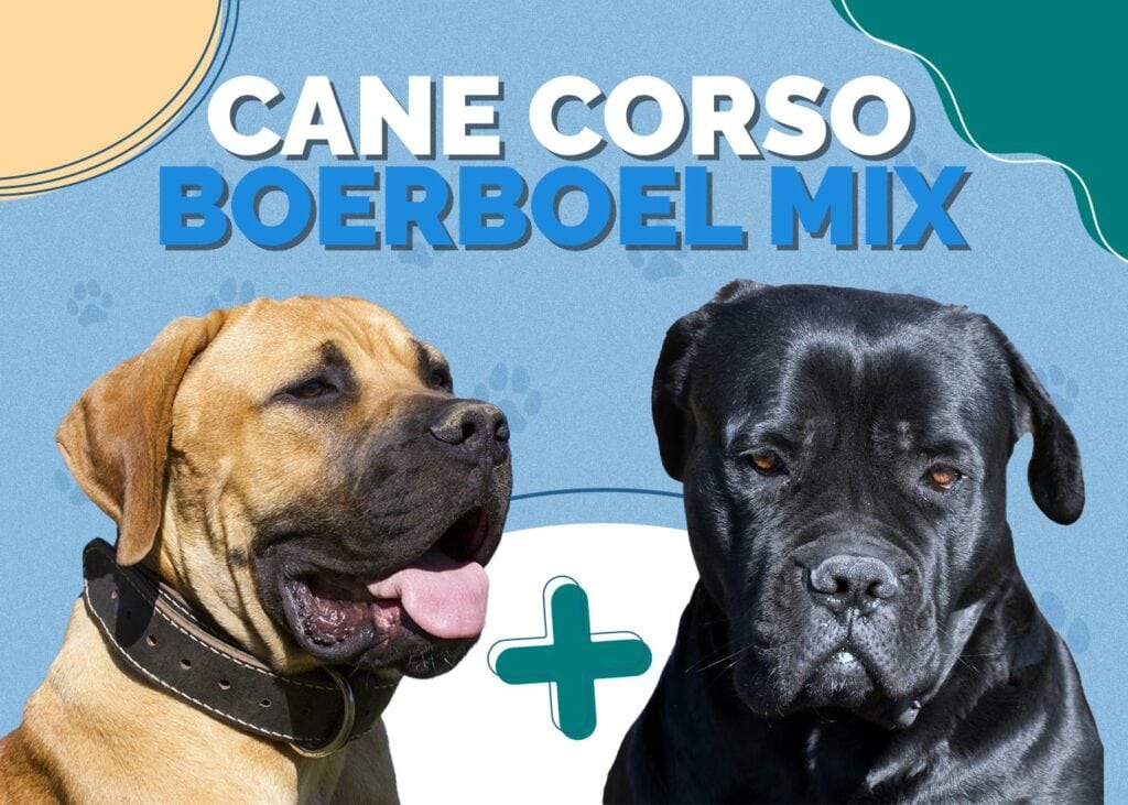 Cane Corso Boerboel Mix