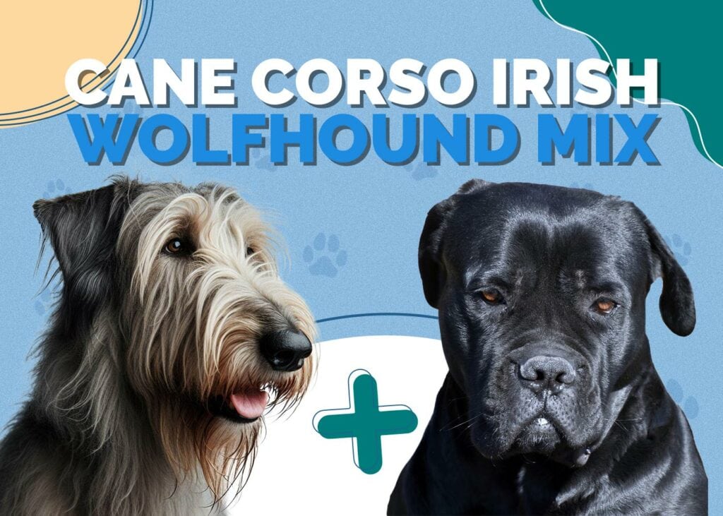 Cane Corso Irish Wolfhound Mix