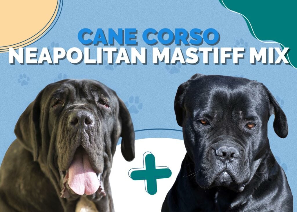 Cane Corso Neapolitan Mastiff Mix