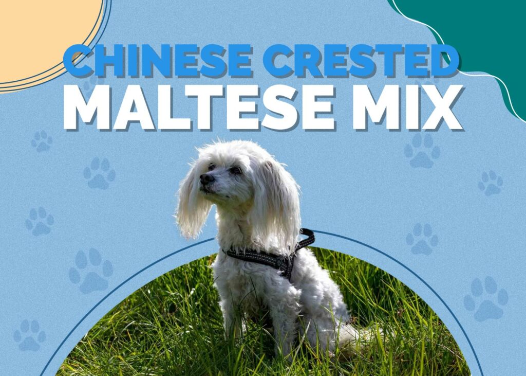 (Crested Malt) Chinese Crested Maltese Mix