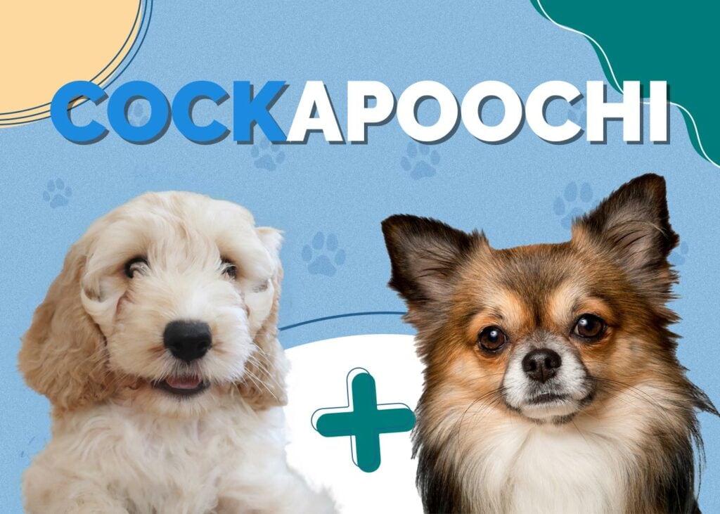 Cockapoochi (Cockapoo & Chihuahua)