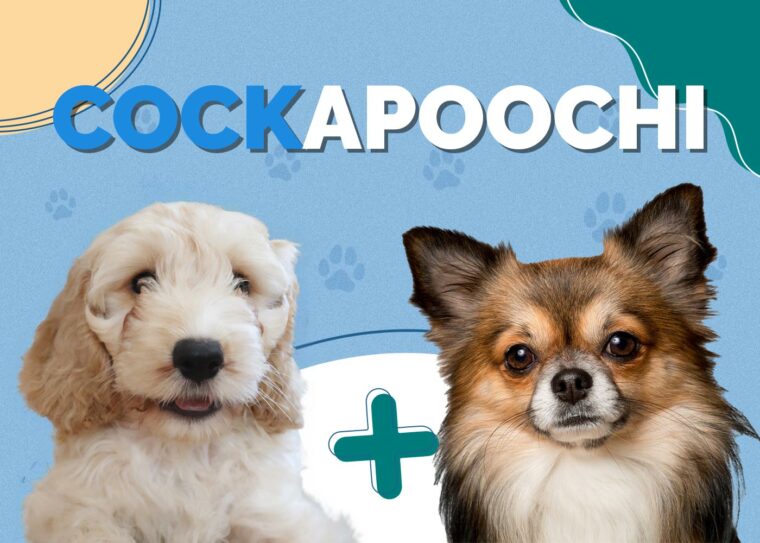 Cockapoochi (Cockapoo & Chihuahua): Info, Pictures, Care & More ...