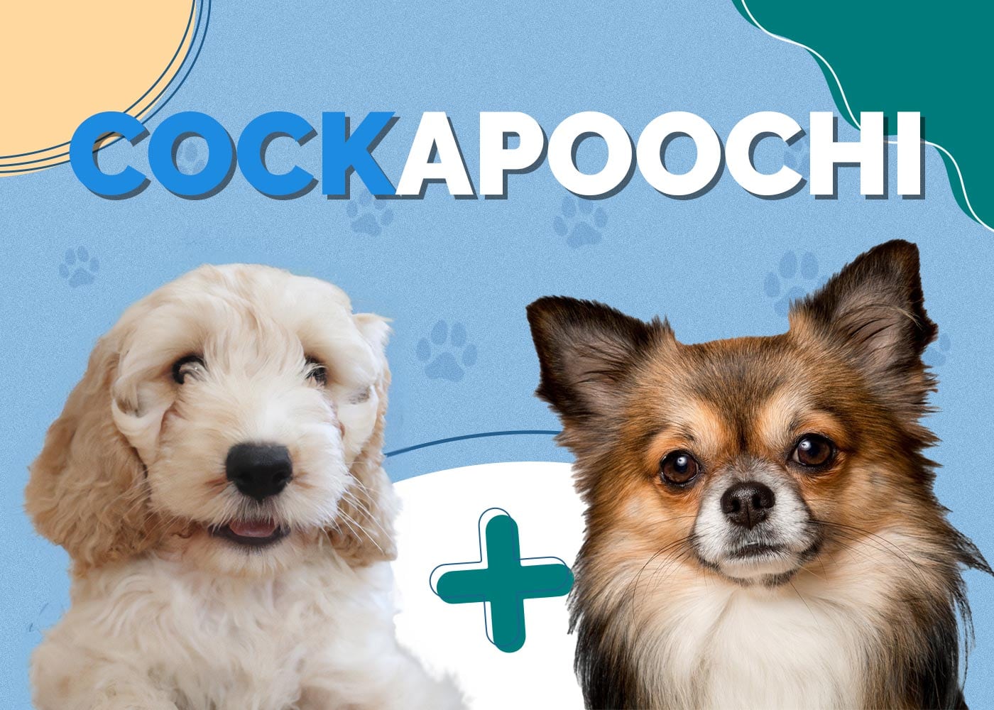 Cockapoochi (Cockapoo & Chihuahua)