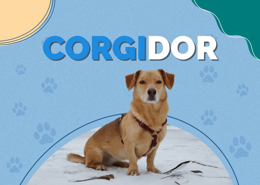 Corgidor (Labrador & Corgi)