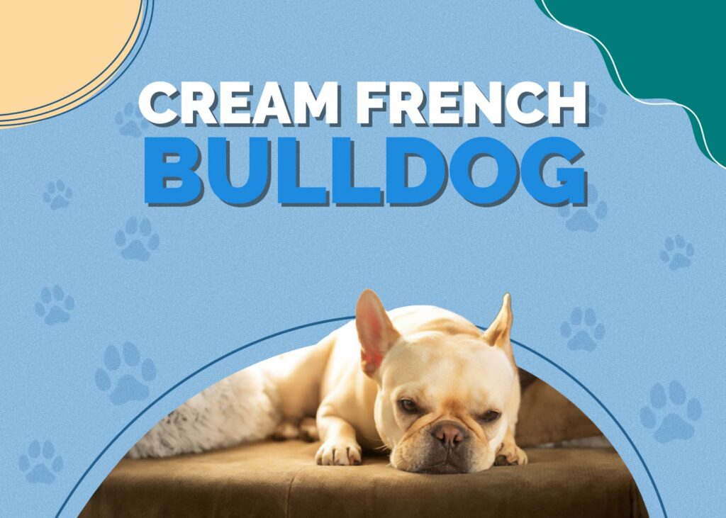 Cream French Bulldog