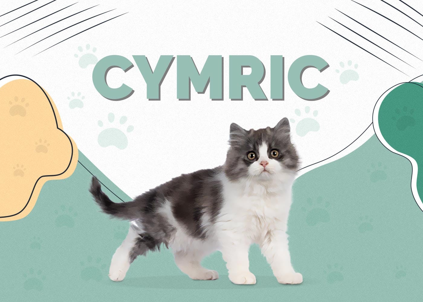 Cymric (Manx Longhair)