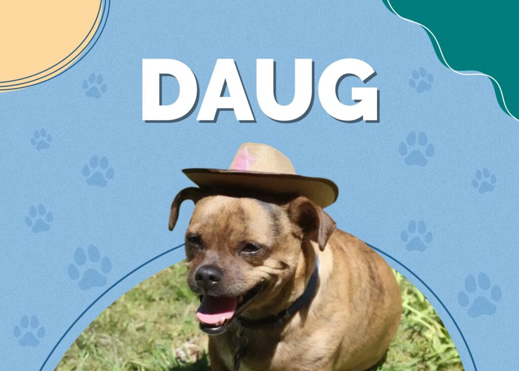 Daug (Pug & Dachshund Mix)