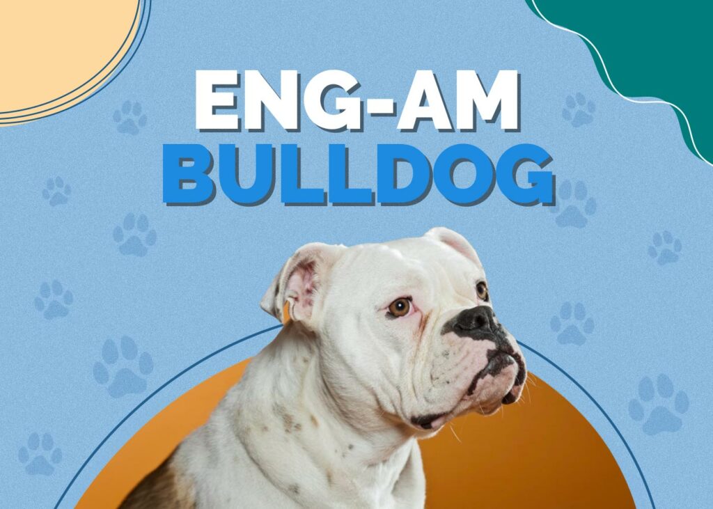 EngAm Bulldog