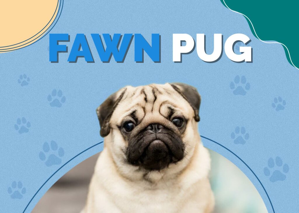 Fawn Pug