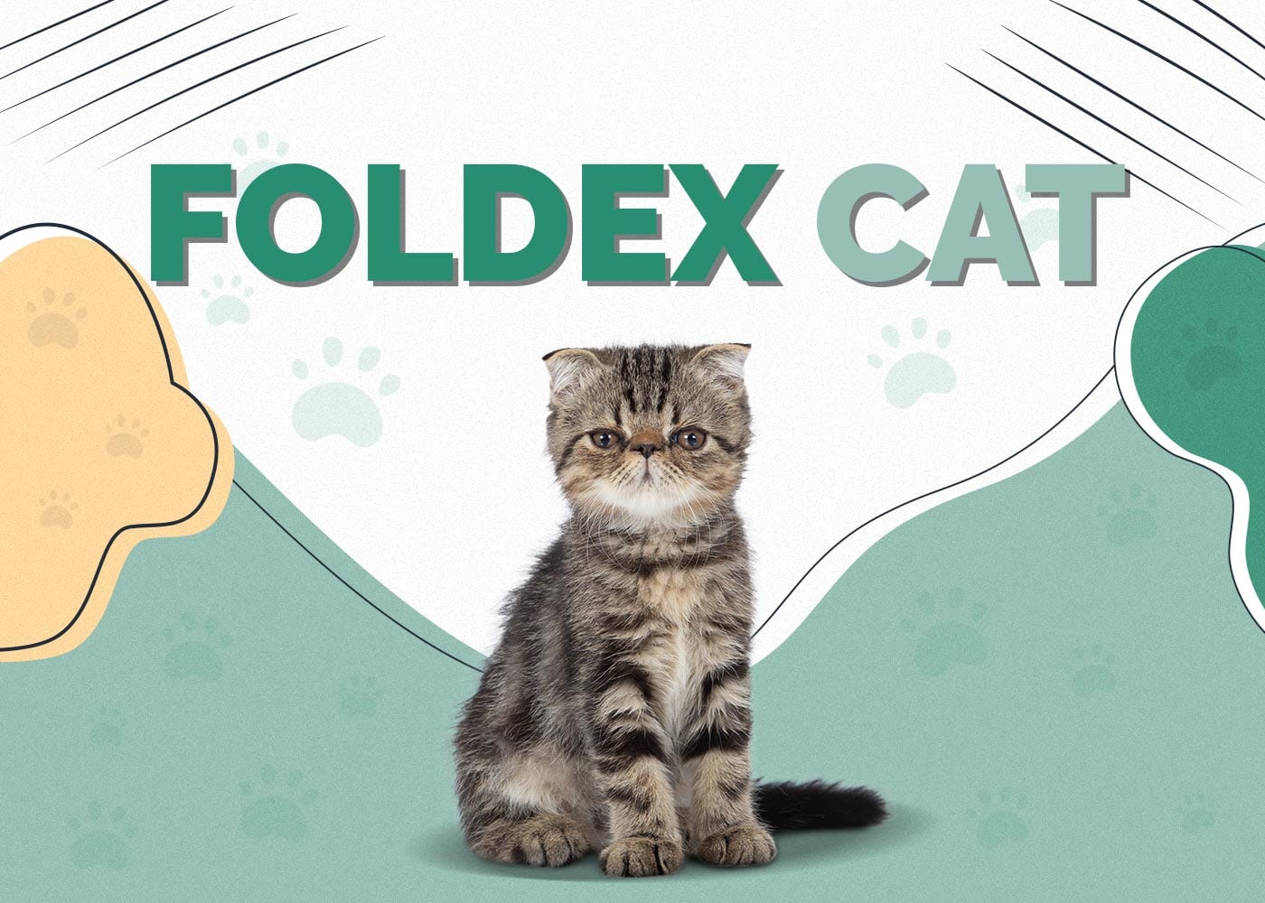 Foldex Cat (Exotic Fold)